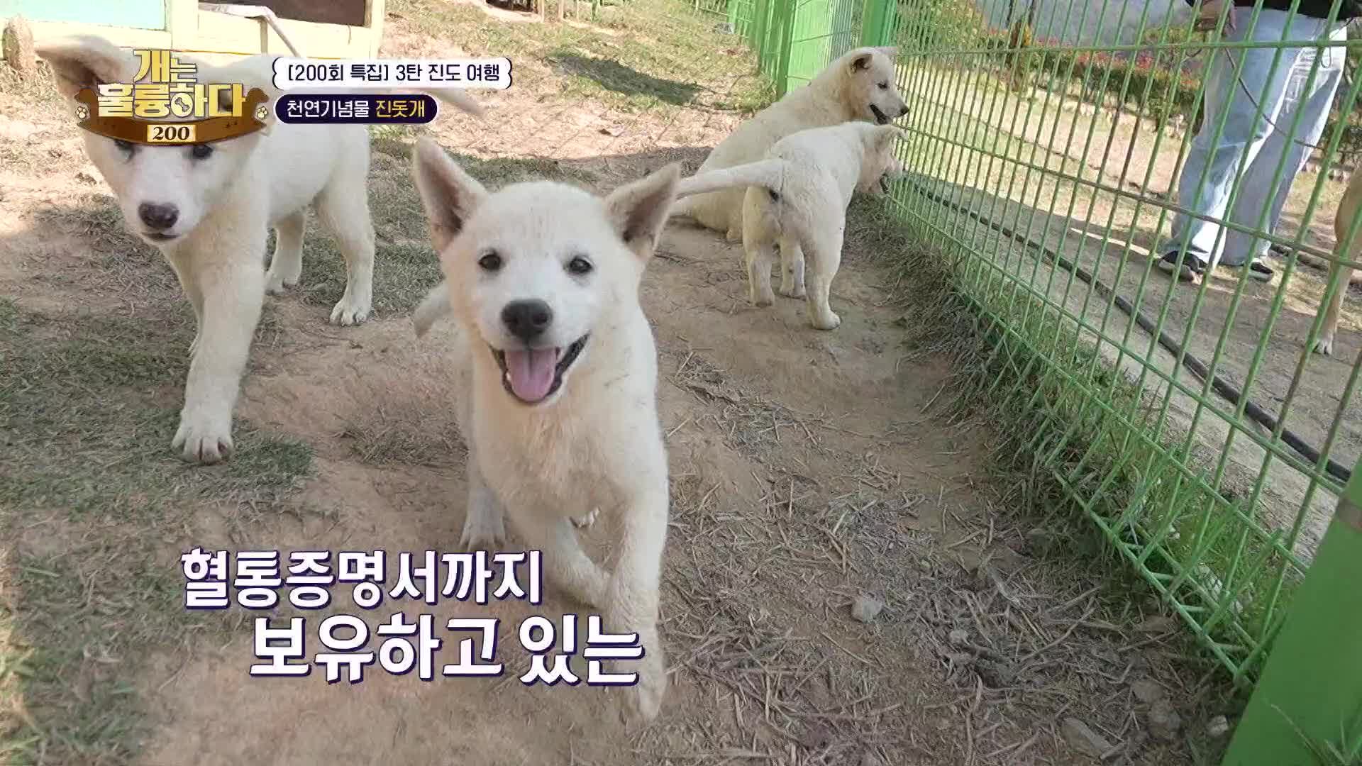 개는 훌륭하다 202회